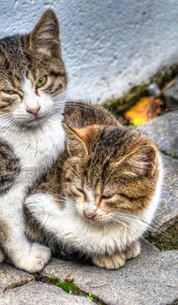 Кошка с котятами на улице