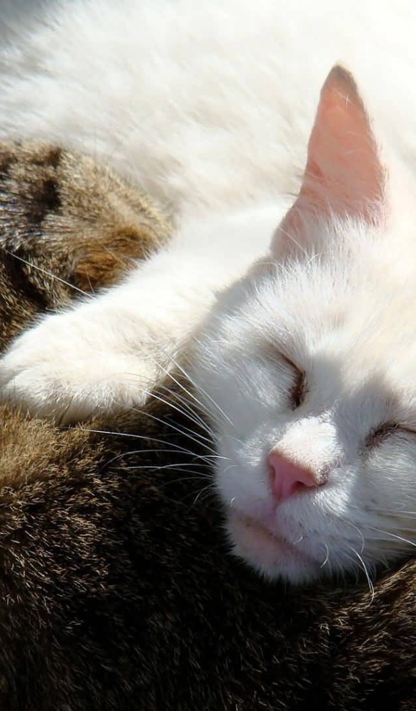 Коты обнимаются