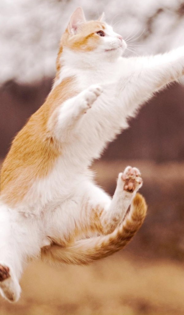 Кошка прыгает за шишкой