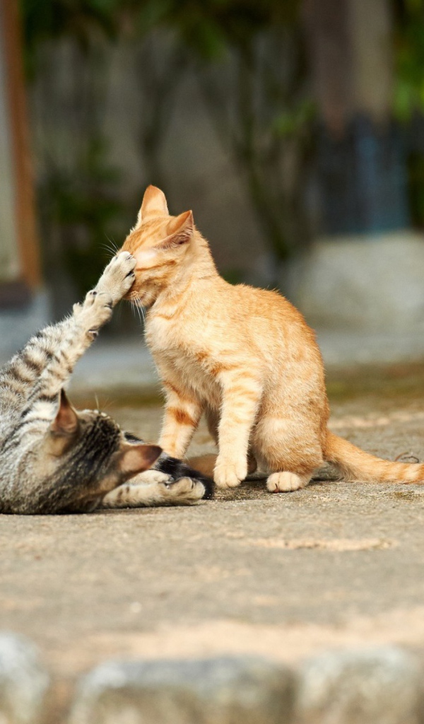 Кошки играют на улице