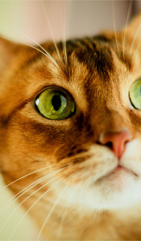 Кот с зелеными глазами