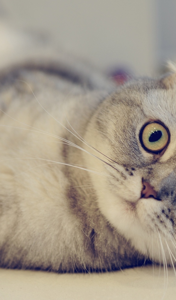 Милый шотландский вислоухий кот на светлом фоне