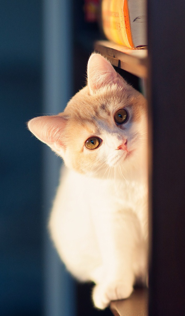 Милый кот сидит на полке