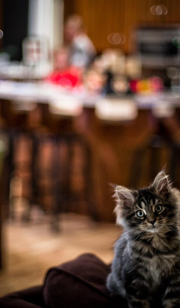 Симпатичный малыш мейн-кун