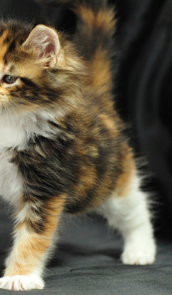 Симпатичный маленький кот мейн-кун играет