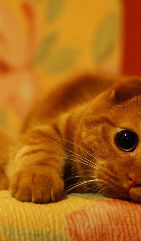 Милый рыжий шотландский вислоухий кот