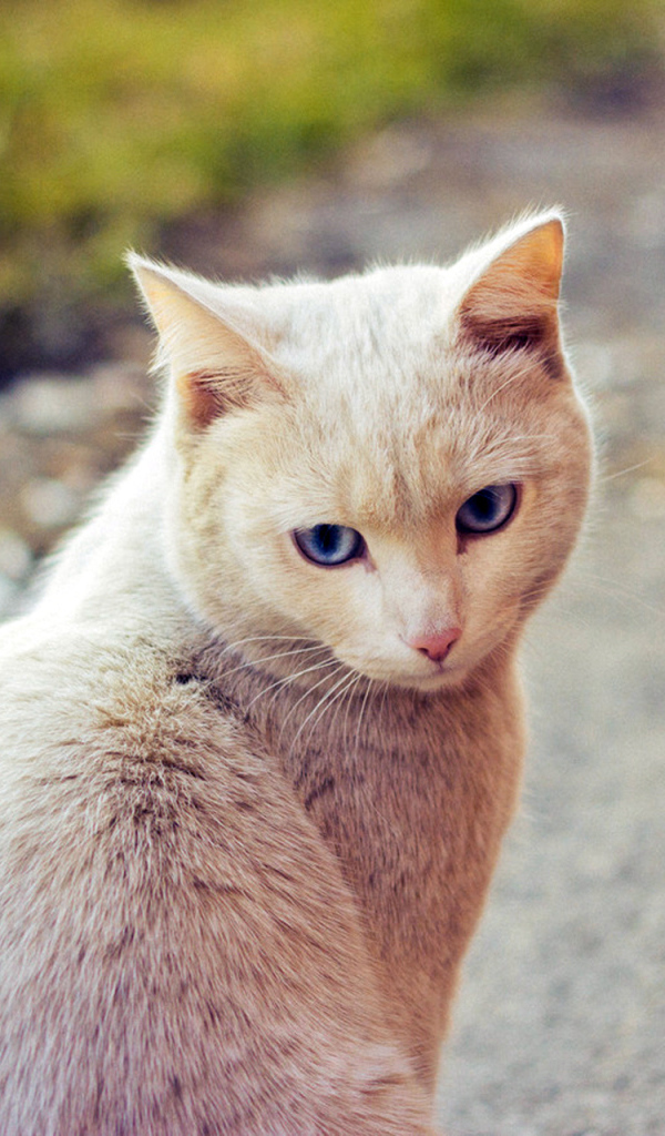 Симпатичный рыжий кот сидит на дороге