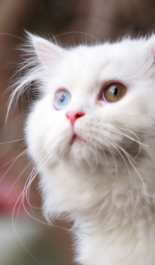 Милый белый кот с разными глазами