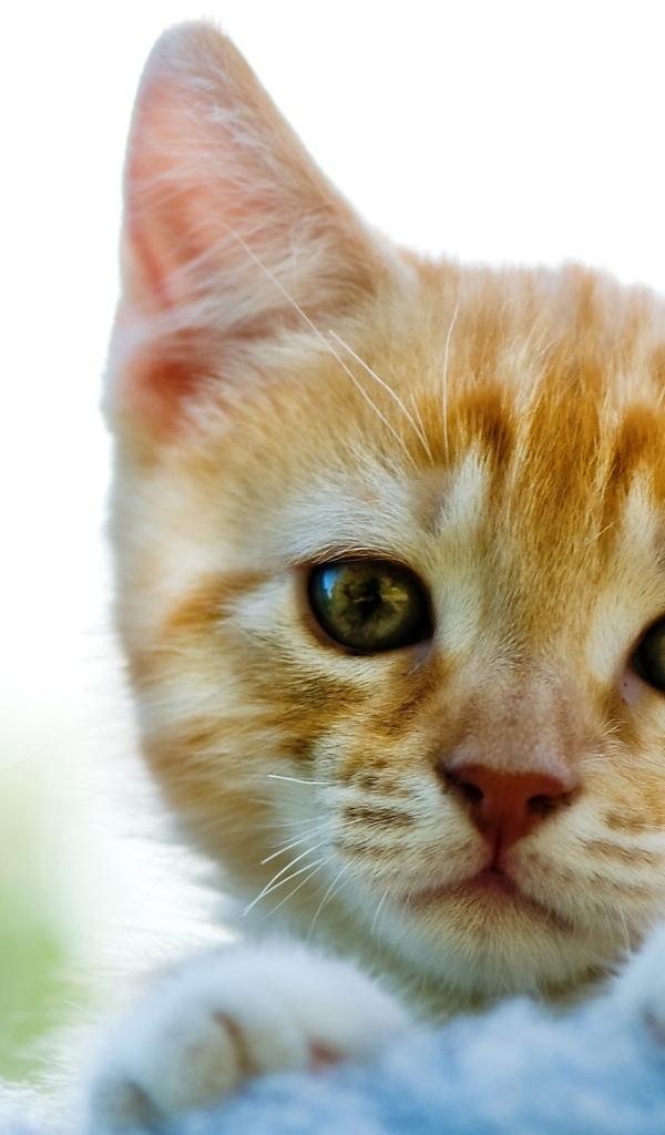 Милый рыжи котик