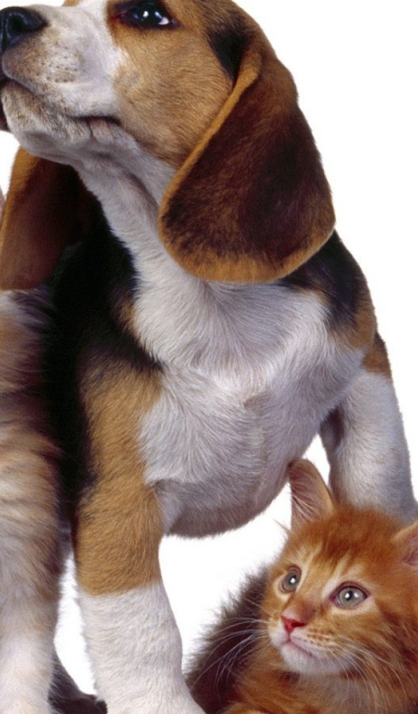 Собака и три котенка