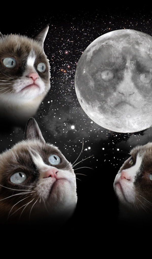 Недовольный кот и луна