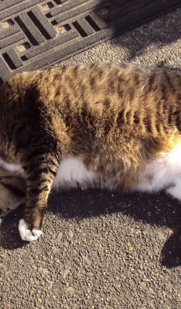 Толстый кот в тени