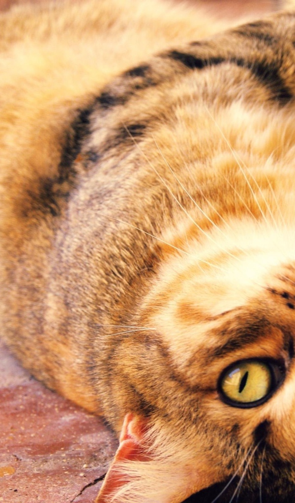 Толстый кот с большими глазами