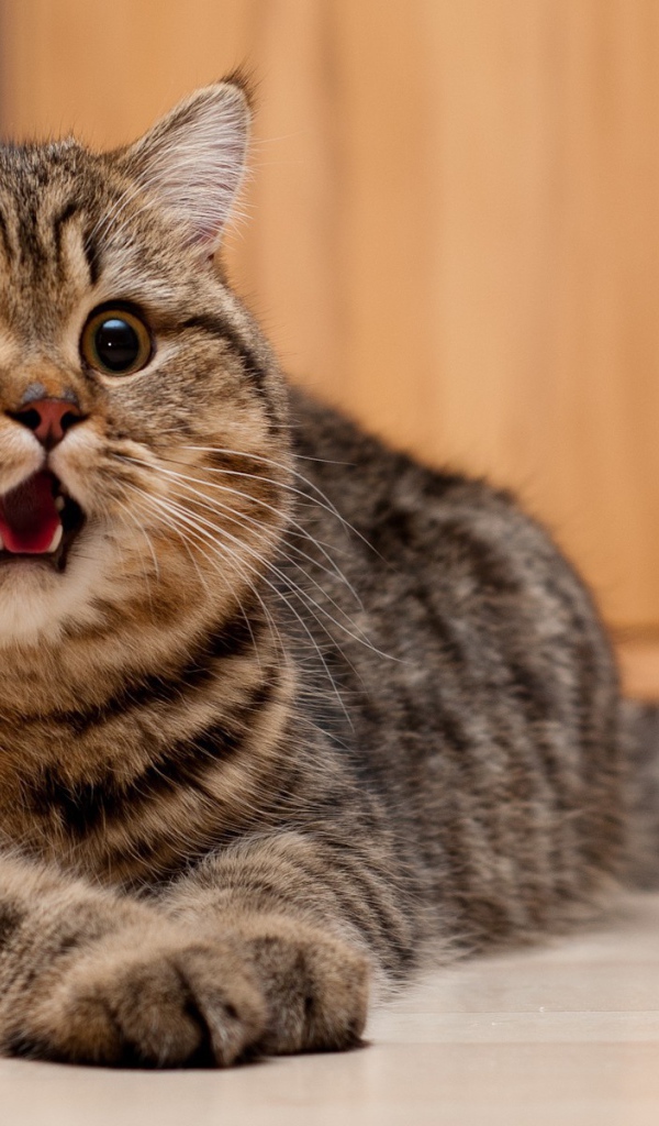 Толстая кошечка