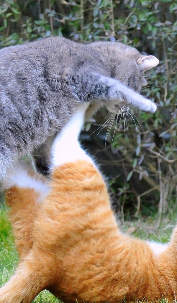 Драка котов