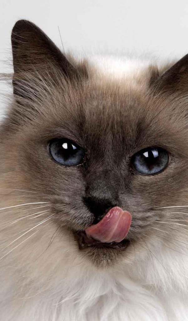 Пушистый сиамский кот облизывается