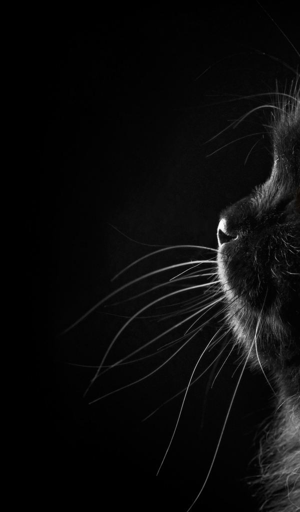 Пушистый чёрный кот на чёрном фоне