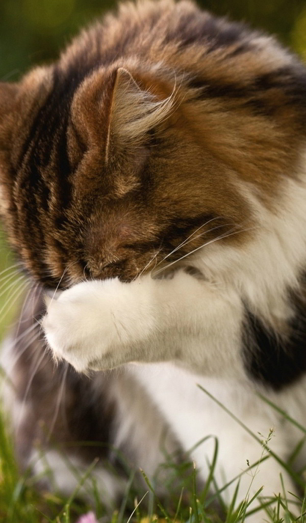 Пушистому коту стыдно