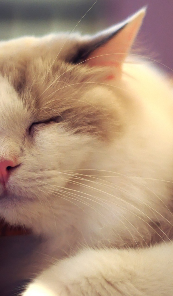 Пушистый кот внезапно заснул