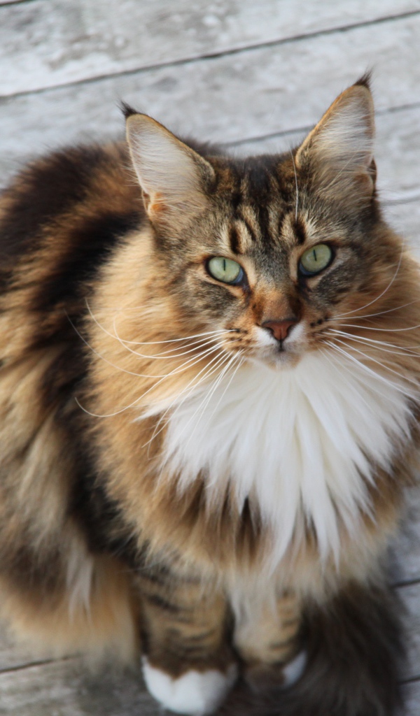 Сосредоточенный кот мейн-кун