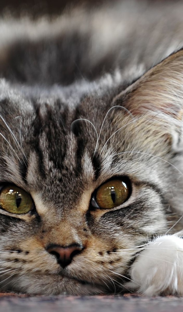 Смешной кот мейн-кун