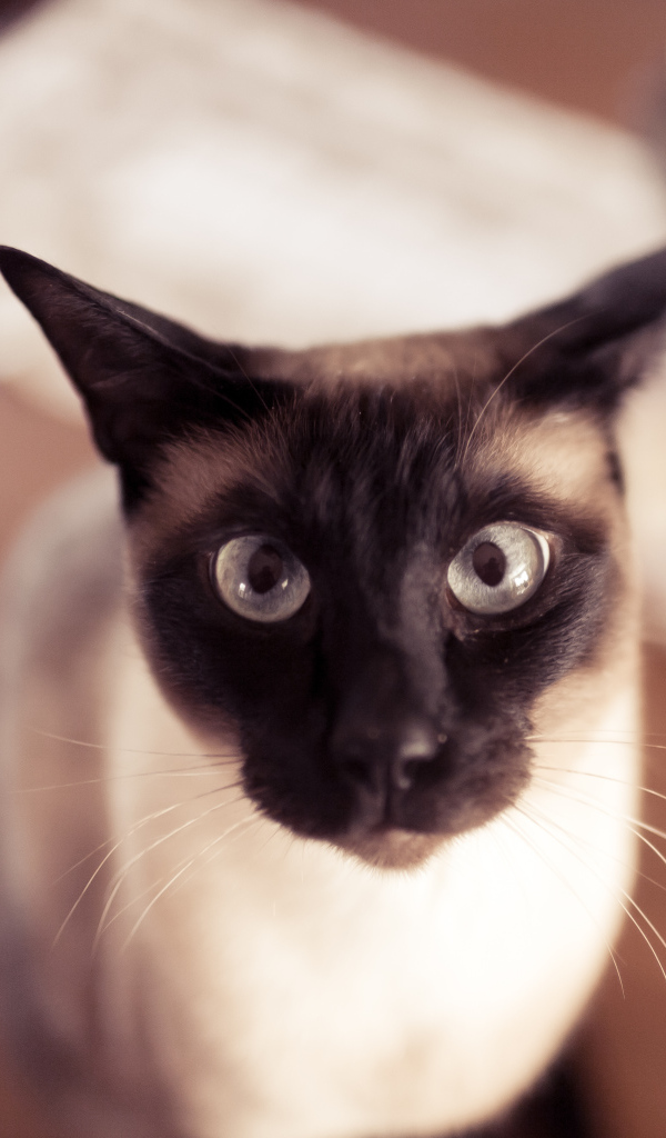 Смешной сиамский кот