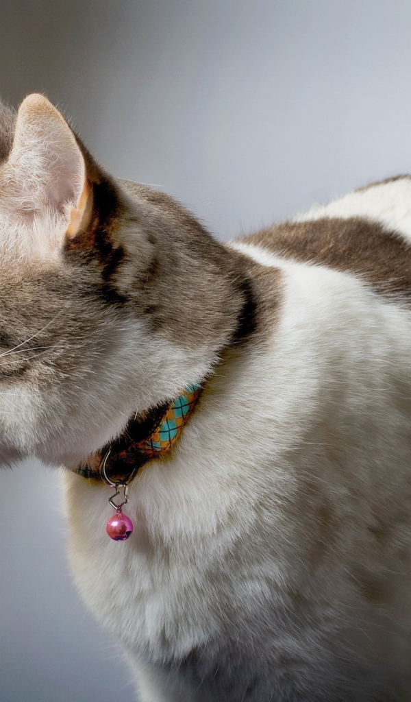 Смешной красивый кот с языком