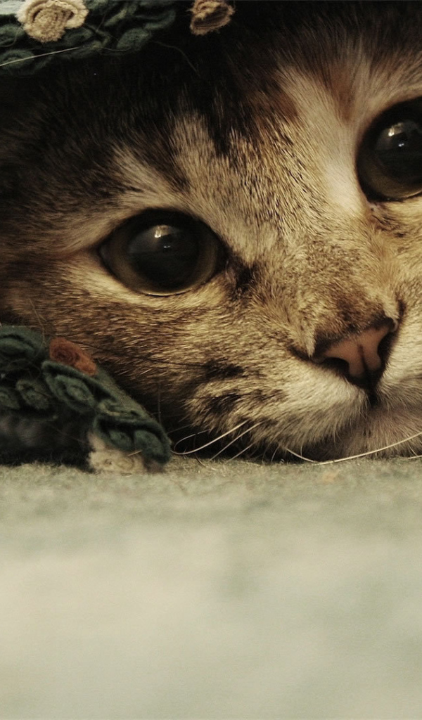 Смешной красивый кот под ковриком