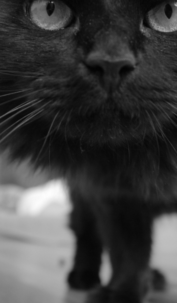 Смешной чёрный кот