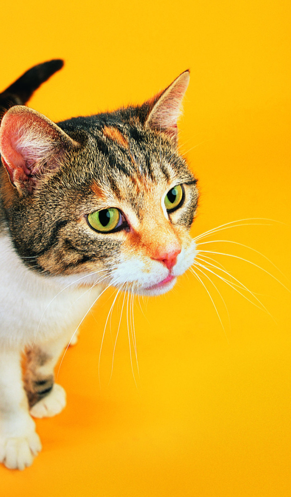 Смешной кот на оранжевом фоне