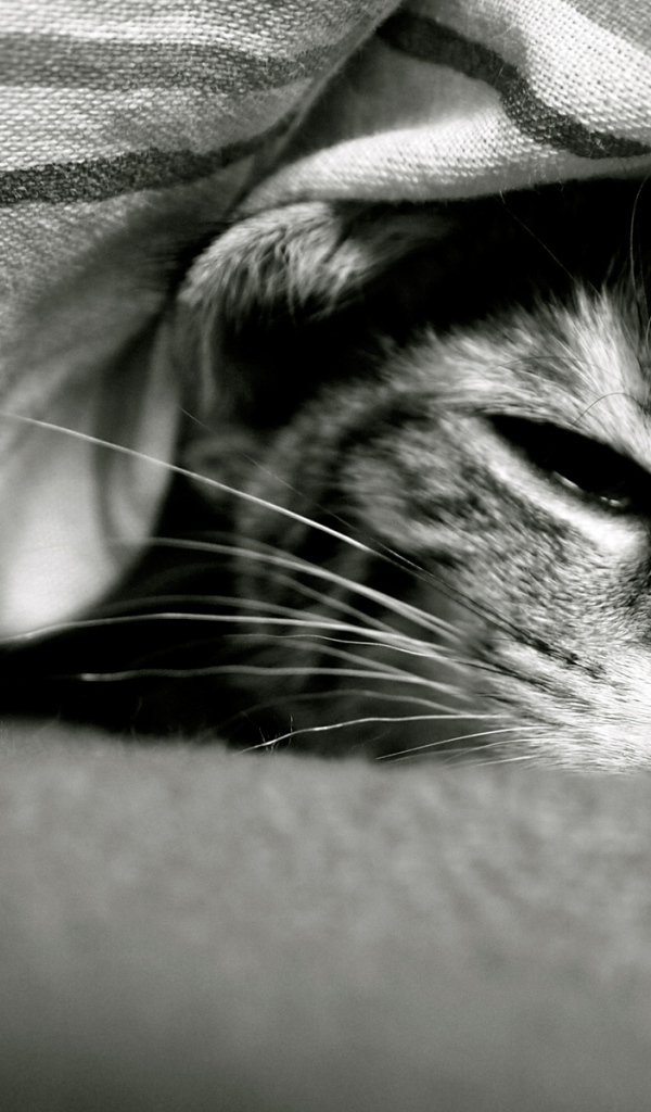 Смешной кот под одеялом