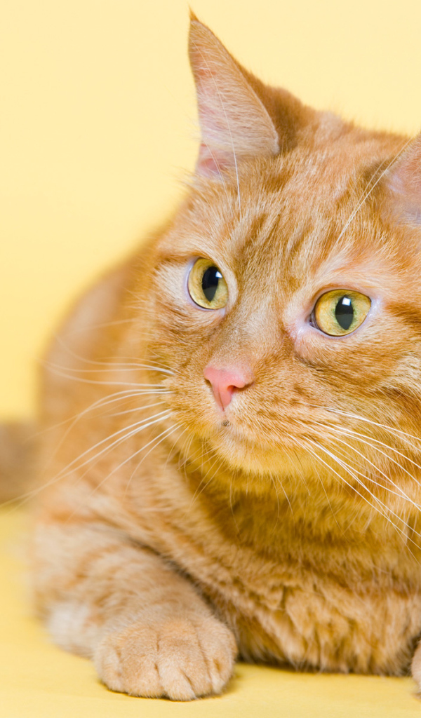 Смешной толстый рыжий кот