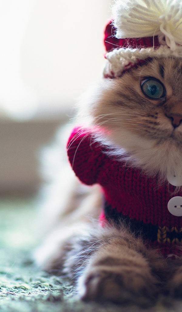 Смешной пушистый кот в наряде