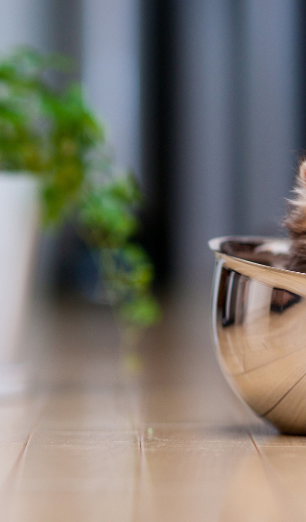 Смешной котёнок в миске