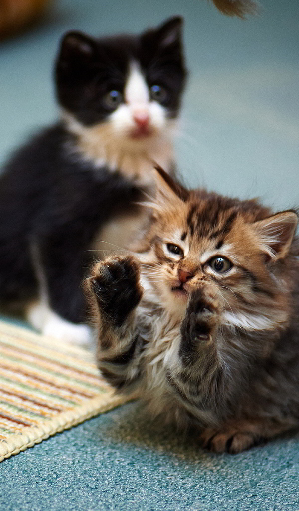 Смешной маленький игривый кот и его брат