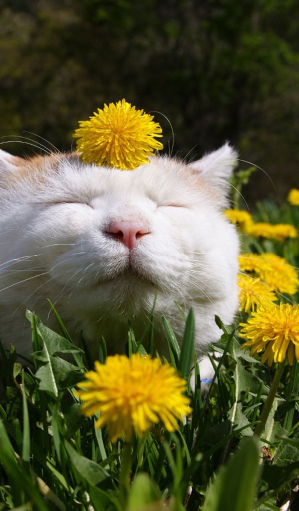 Белый смешной кот в одуванчиках