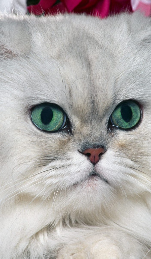 Серый персидский кот