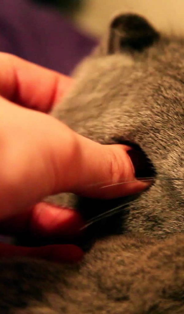 Серый шотландский вислоухий кот доволен