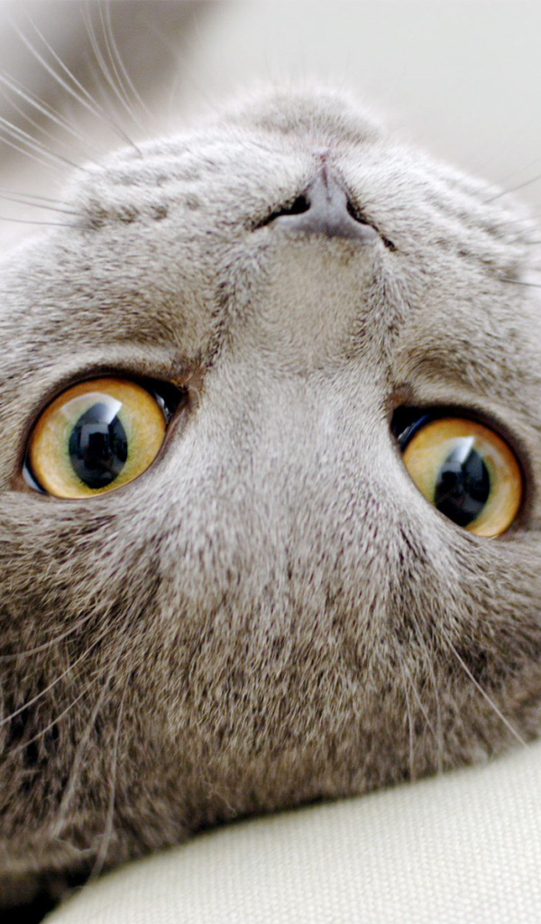 Серый  шотландский вислоухий кот развалился