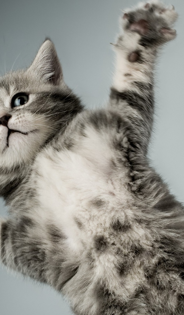 Серый кот в полёте