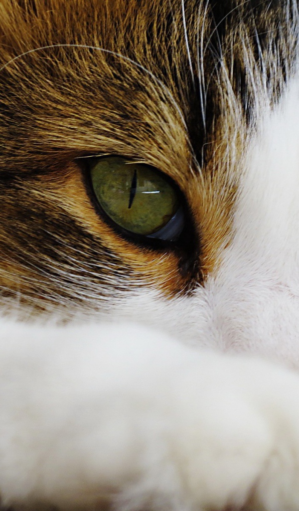 Зеленые глаза кота