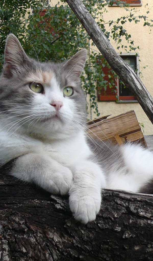 Серый кот лежит на бревне