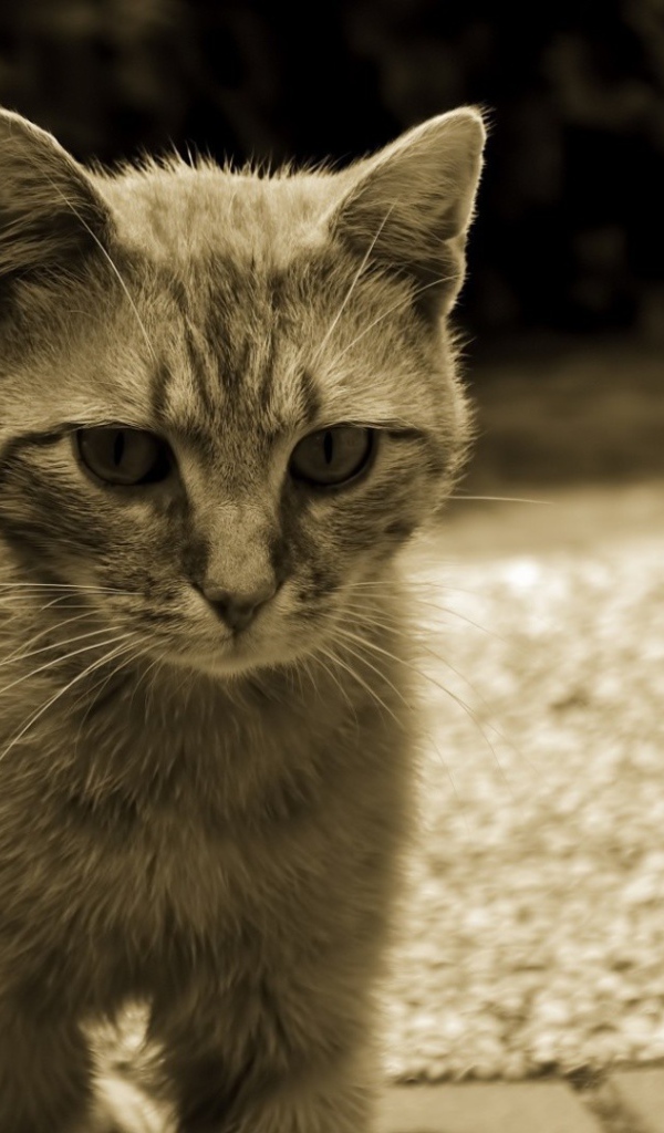 Серый кот с белыми усами