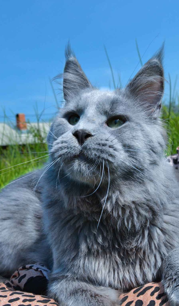 Серый молодой кот мейн-кун на природе