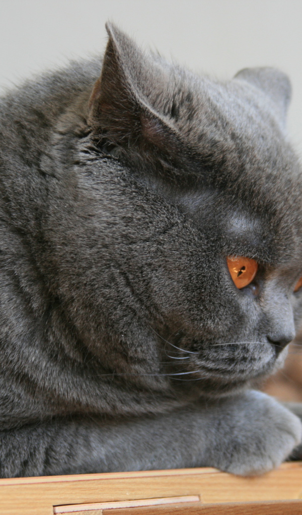 Grumpy British cat