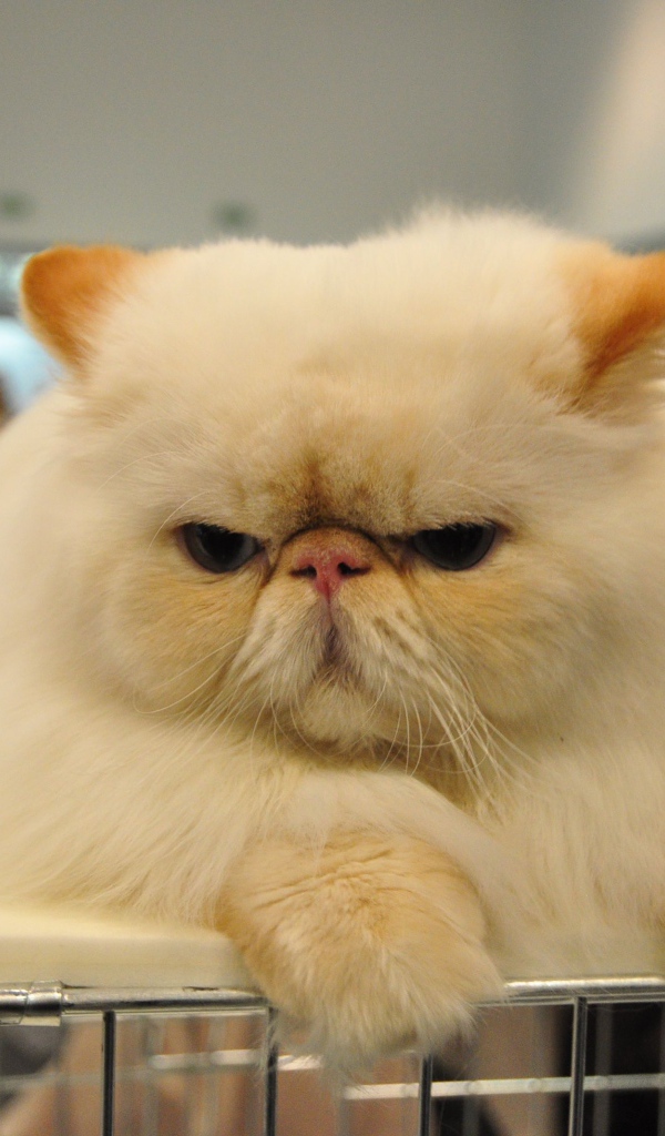 Сварливый персидский кот