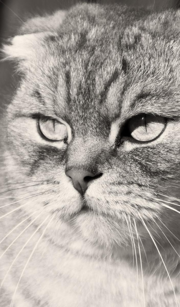 Недовольный шотландский вислоухий кот, чёрно-белое фото