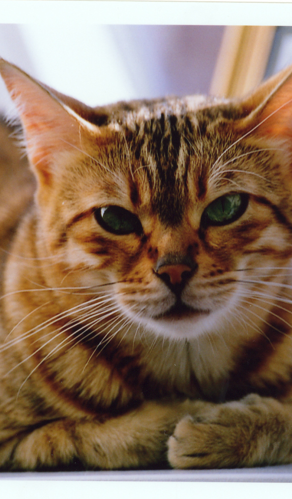 Недовольный бенгальский кот