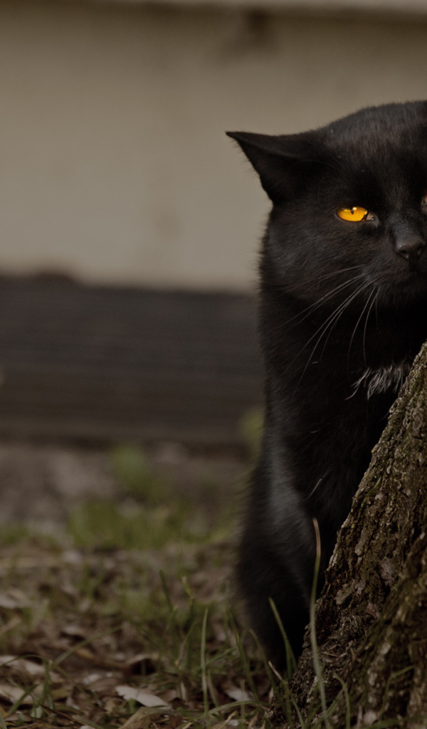 Недовольный чёрный кот за деревом