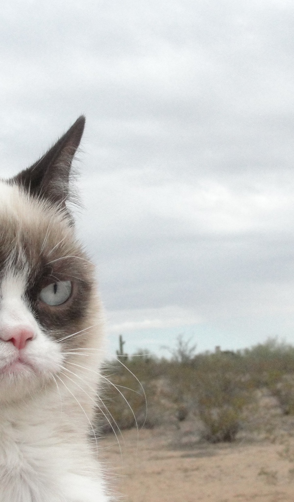 Grumpy cat в пустыне